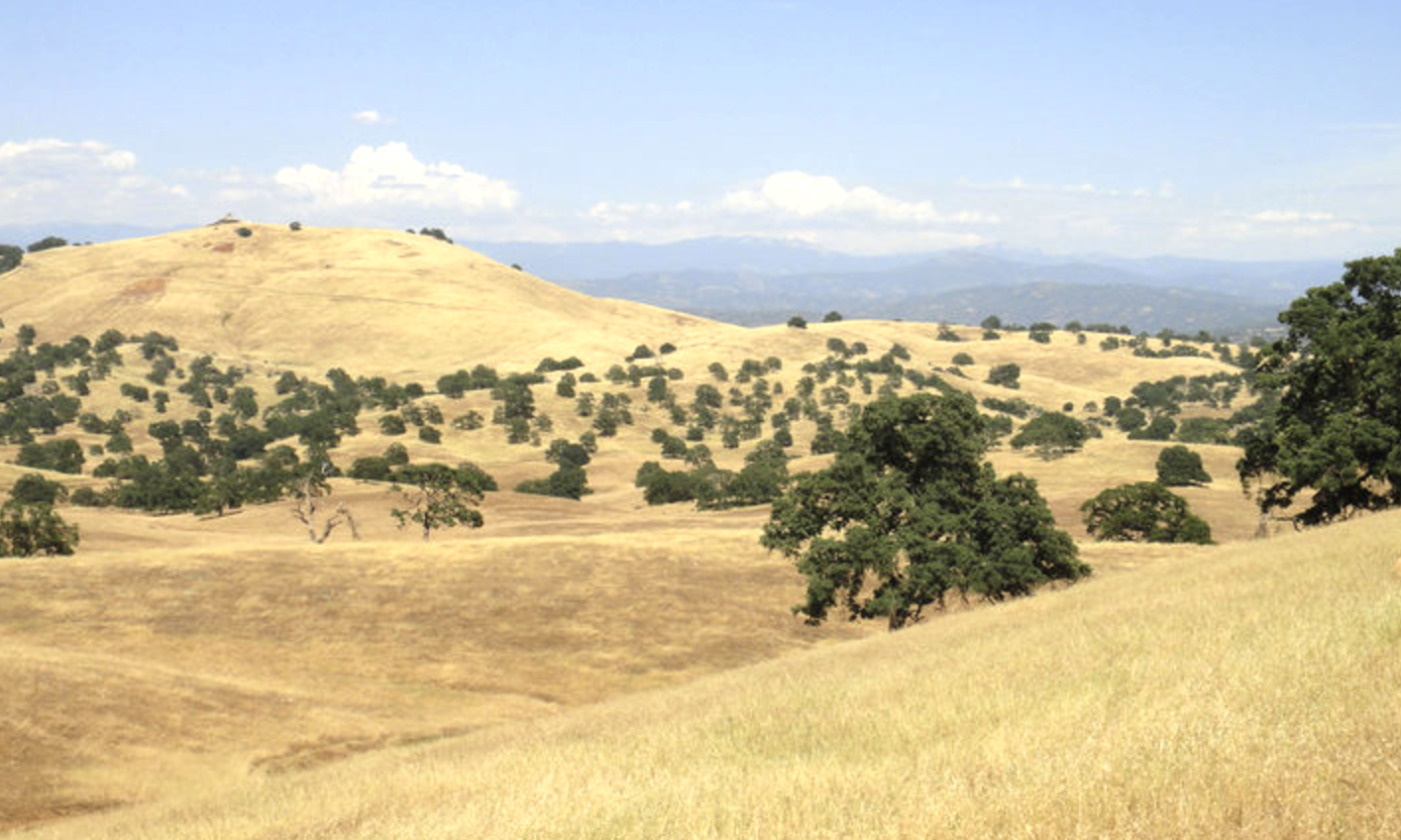 Blue Oak Woodland