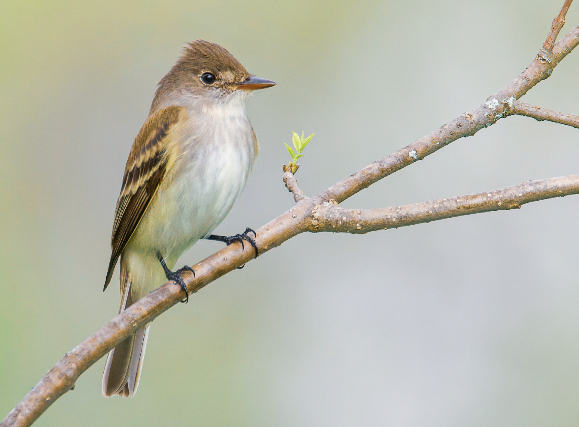 Willow Flycatcher