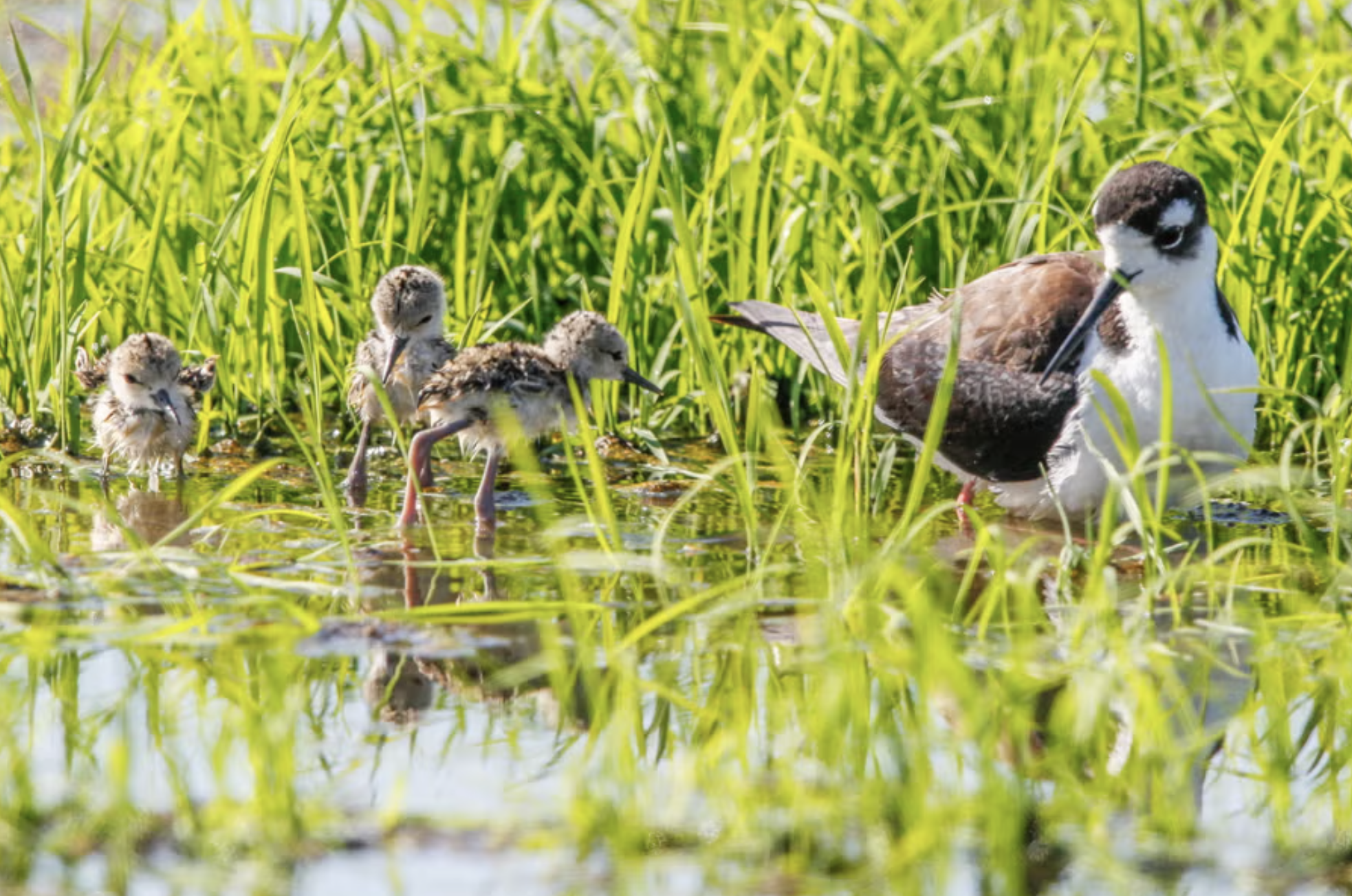 Black-necked stilts in California rice field